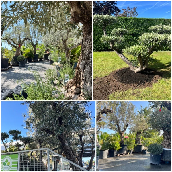Olivier Plantaservices