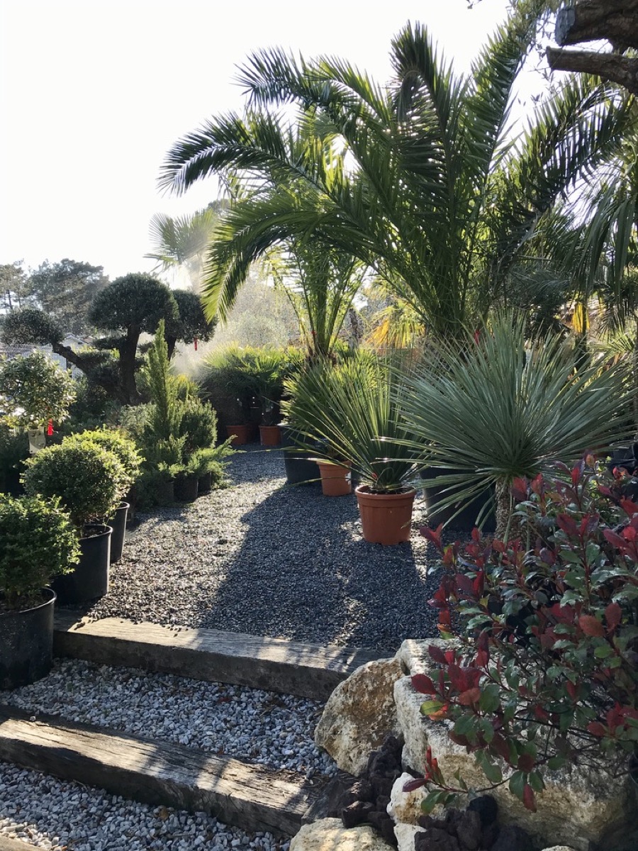Création paysagere Jardinerie Planta Services