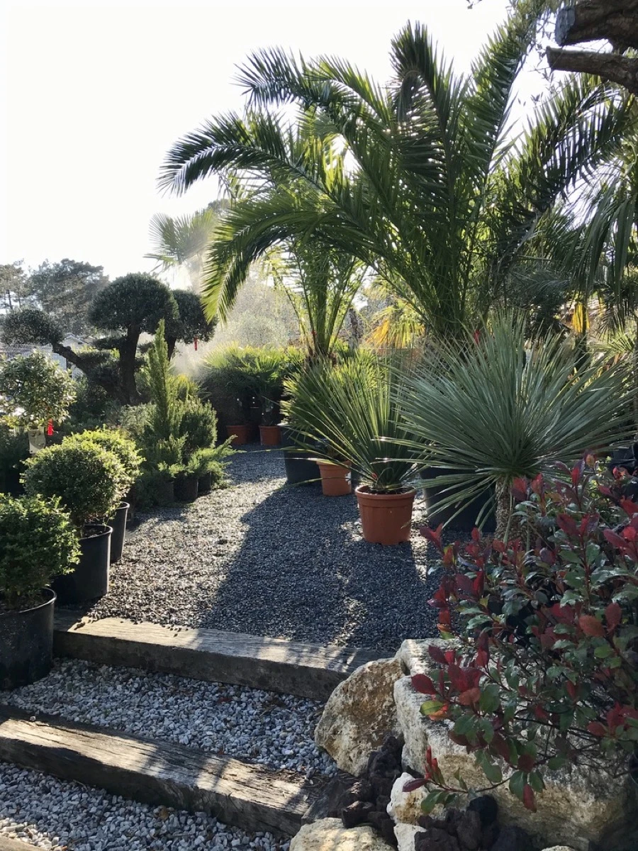 Création paysagere Jardinerie Planta Services