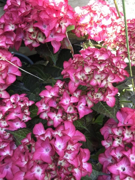 Fleurs d'Hortensia