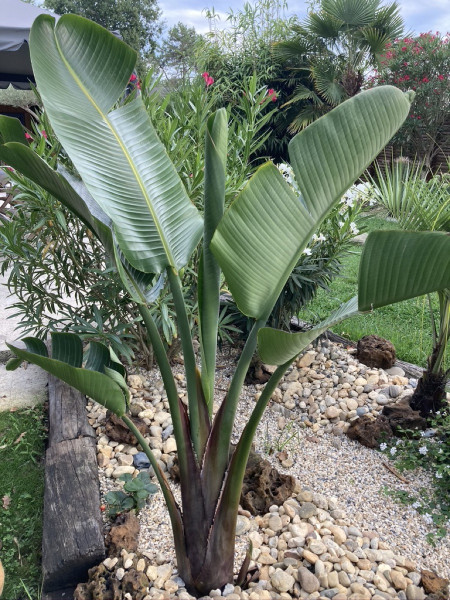 Plante agave Lacanau
