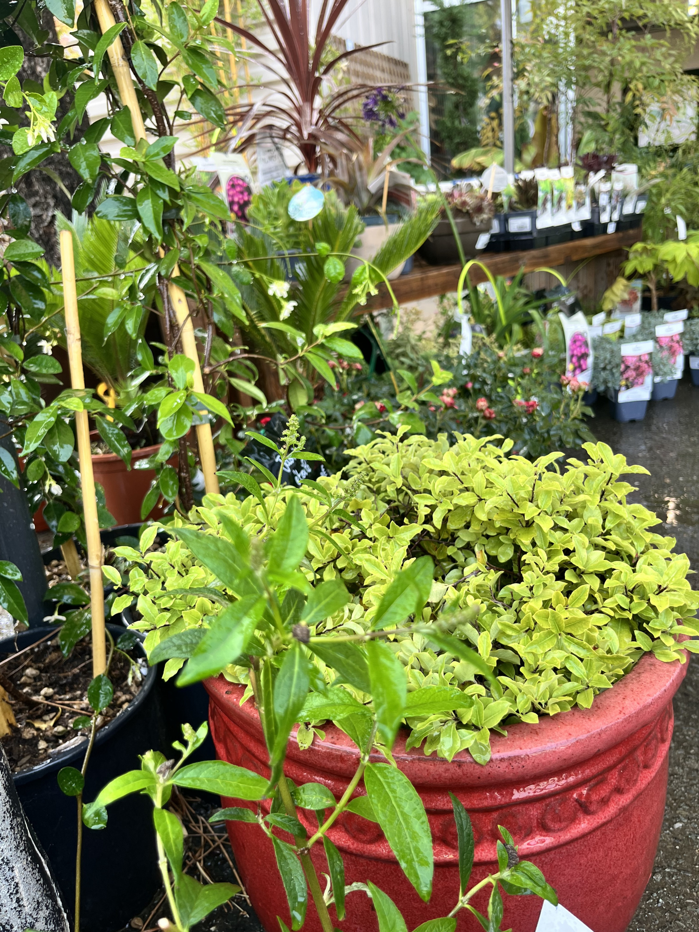 Vente plante Libourne 